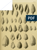 I Molluschi Dei Terreni Terziari Del Piemonte e Della Liguria L. Bellardi e F. Sacco, 1890 - PARTE 6 - Paleontologia Malacologia - Conchiglie Fossili Del Pliocene e Pleistocene