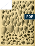 I molluschi dei terreni terziari del Piemonte e della Liguria; F. Sacco, 1891 - PARTE 8 - Paleontologia Malacologia - Conchiglie Fossili del Pliocene e Pleistocene