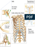 5 Pared Del Torax y Abdomen Imagenes