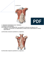 Músculos Del Tronco, Torax y Abdomen