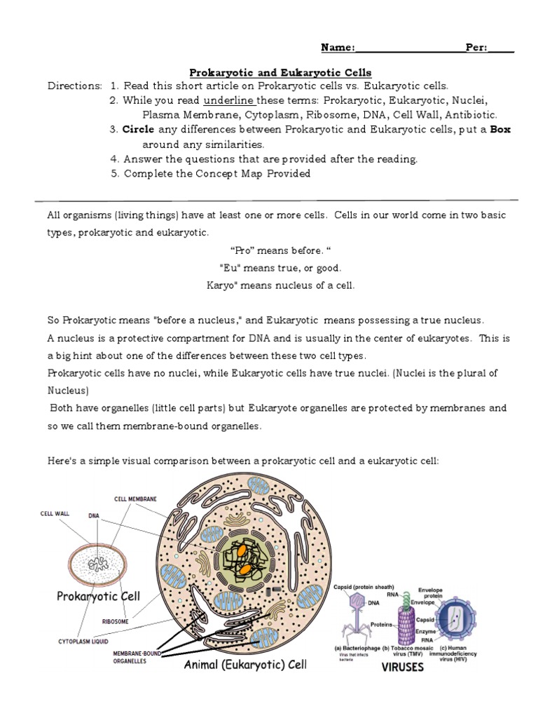 Prokaryotic vs Eukaryotic Cells Overview | PDF | Prokaryote | Cell ...