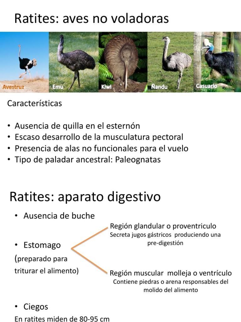 Ratites and Carenadas | PDF