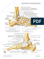 Ligamentele Si Tendoanele Gleznei