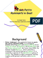 Peste Des Petits Ruminants in Goat