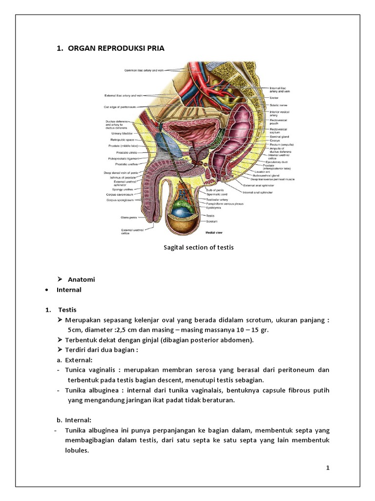 Organ Reproduksi Pria Organ Reproduksi Pria
