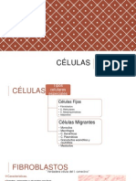 Celulas T. Conectivo2
