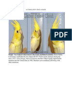 Sex-Linked-Yellow-Cheek Cockatiels