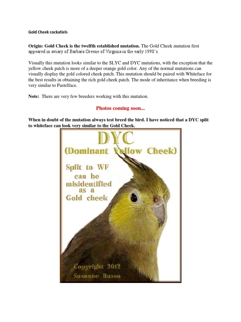 cockatiel yellow cheek