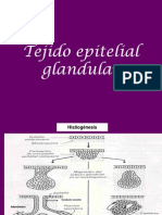 Tejido Epitelial Glandular