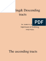 Anatomyofascendinganddescendingtracts 100630161722 Phpapp01