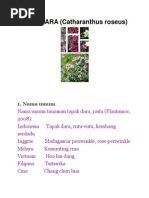 Download Klasifikasi TAPAK DARA by Wina Laili M SN177481509 doc pdf