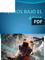 Perros Bajo El Agua