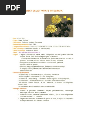 Crizantema Si Tufanica