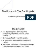 Paleoiiithe Bryozoa & The Brachiopoda