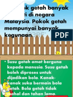 Pokok Getah