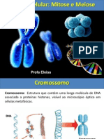 Divisão Celular: Mitose e Meiose