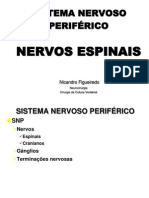 004 - Nervos Espinais
