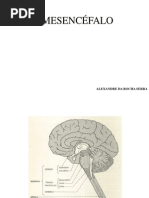 010 - Mesencéfalo