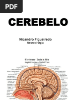 012 - Cerebelo