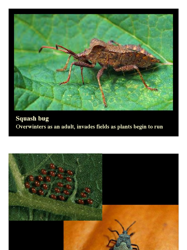 Effective Squash Bug Management Tips | PDF | Home & Garden | Science ...