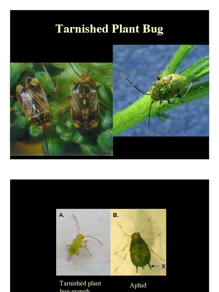 Tarnished Plant Bug: Biology & Management | PDF