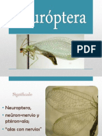 Neuroptera