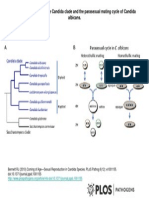 Figure 1. Phylogeny of The Candida Clade and The Parasexual Mating Cycle of Candida Albicans