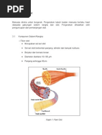 Sistem Otot