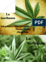 La Marihuana