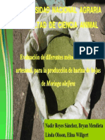 Secado de hojas de Moringa para producción de harina