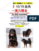 送養到花蓮的 西藏獒犬登登走失 獎金1萬