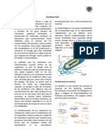 Informe de Micro (Metabolismo Bacteriano)