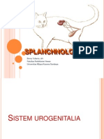 Anvet I - 10 - Splanchnologi 3 - Sistem Urogentalia