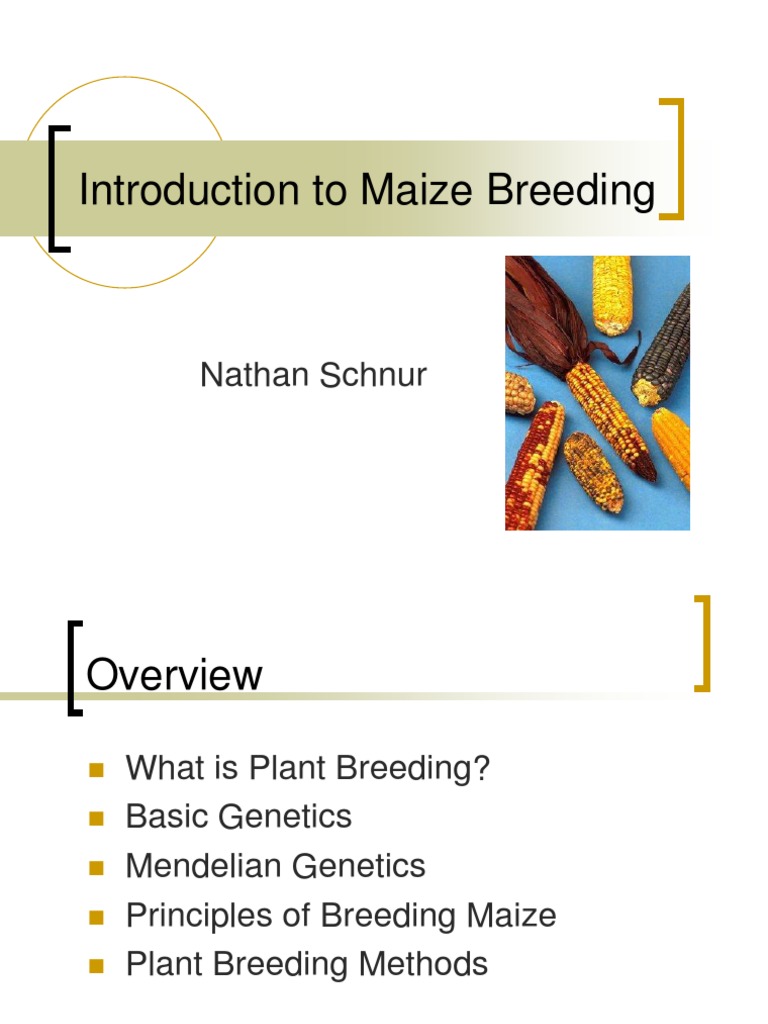 Plant Breeding Basics Plant Breeding Inbreeding