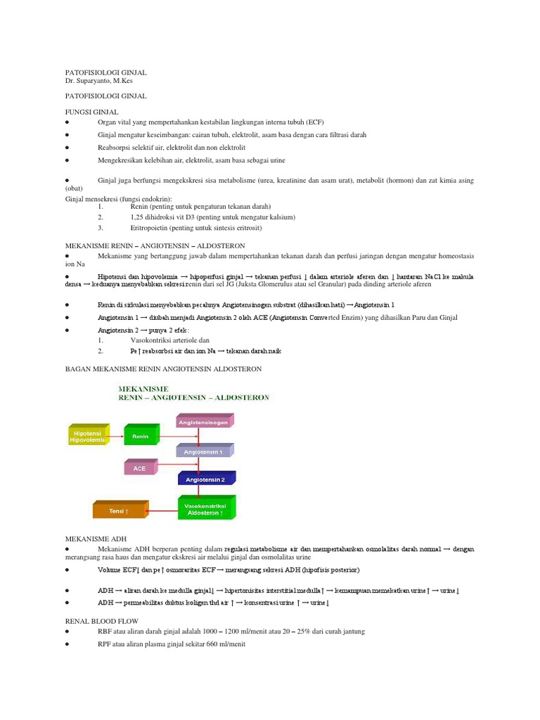 Unduh 570 Gambar Ginjal Yang Berfungsi Untuk Filtrasi Darah Terbaru Gratis HD
