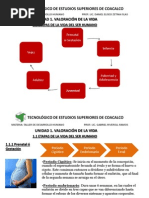 Etapas de La Vida Del Ser Humano