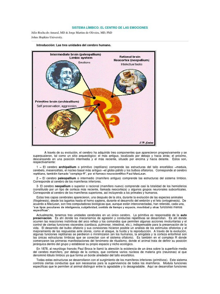 Sistema Límbico. El Centro de Las Emociones PDF | PDF | Sistema límbico ...