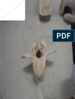 5 - Anatomia Veterinária - Pescoço Axis.pdf