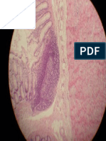 14 - Histologia Veterinária - Intestino Grosso.pdf