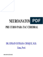Neuroanatomia Del Cerebro Imagenes