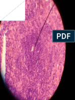 Histologia Veterinária - Baço PDF