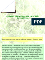 Plantas-medicinales-de-la-Región-Patagónica