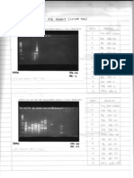 22-Gel Electrophoresis RAPD & ISSR (2nd Time)