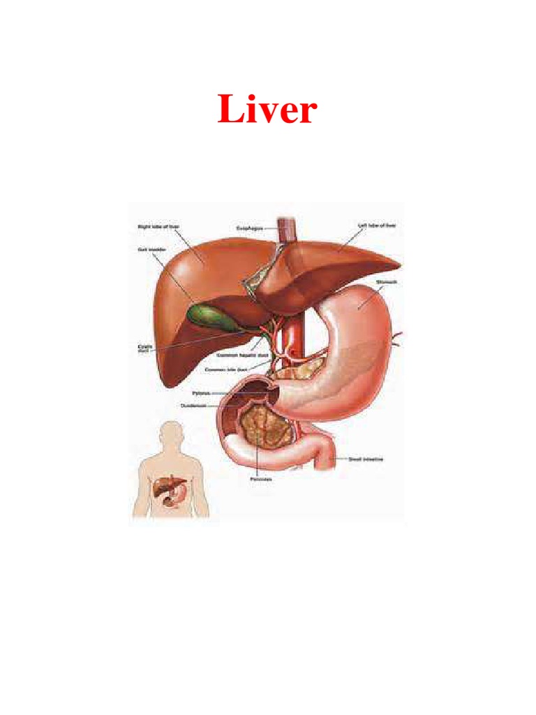 Liver