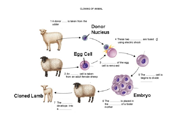 Animal Cloning Process Explained | PDF | Cloning | Ethics Of Science ...