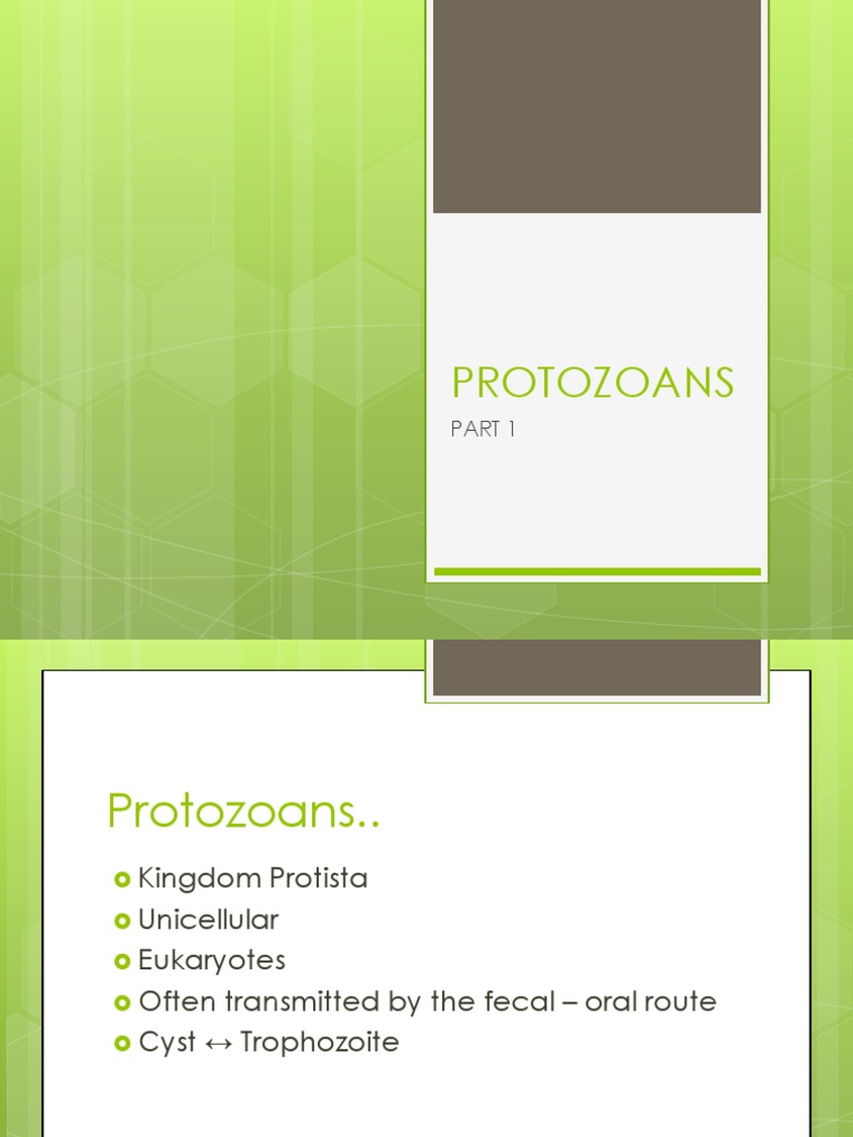 Protozoans Part 1amoebaflagellatescilitaes2013 Protozoa Organisms