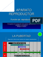 aparato reproductor lunes