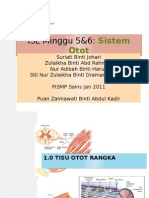 PJM Isl M5 & 6-Sistem Otot