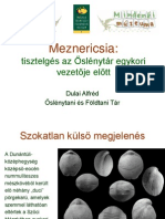 Meznericsia DulaiA PDF