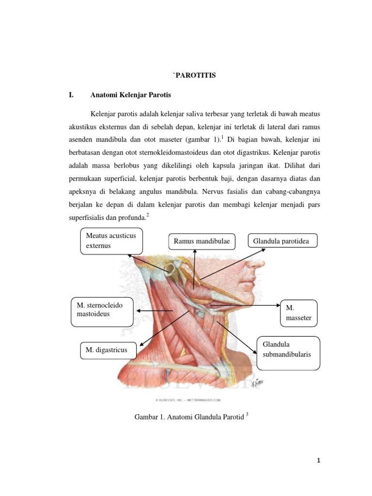 referat kelenjar parotis  docx